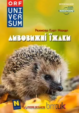 Дивовижні їжаки