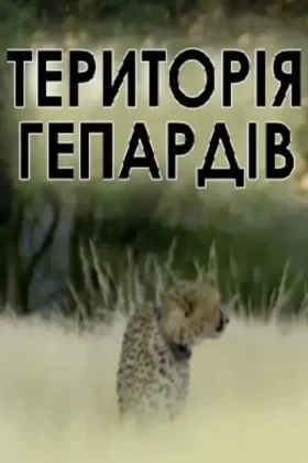 Територія гепардів