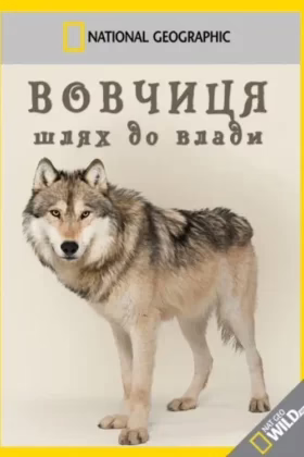 Вовчиця – шлях до влади 2013